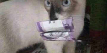 Papano ba ituro to kay mingming?